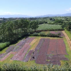 Millennium Costa Rica