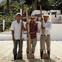 Green apple Guatemala